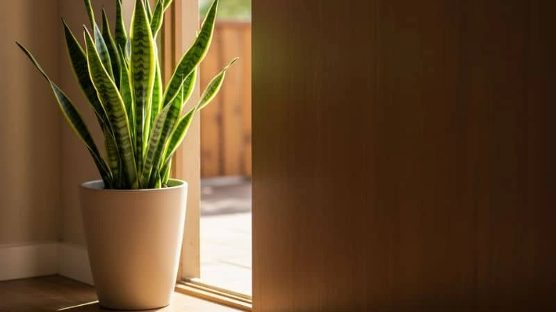 Espada-de-São-Jorge, planta para dentro de casa que atrai proteção energética