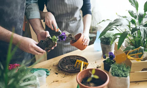 jardinagem para iniciantes 